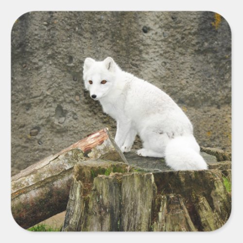 White arctic fox sticker