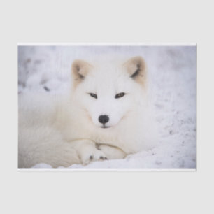 White arctic fox watching you tissue paper
