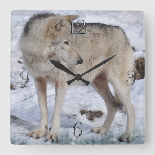 White Arctic Wolf and Snow Wildlife Art Clock