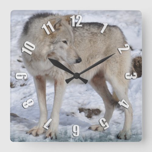 White Arctic Wolf and Snow Wildlife Art Clock