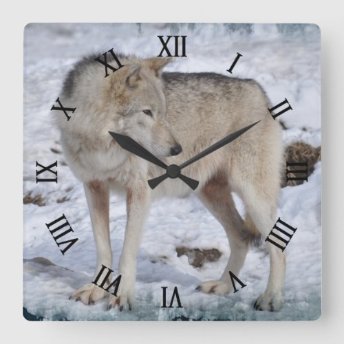 White Arctic Wolf and Snow Wildlife Photo Clock