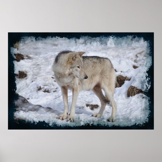 White Arctic Wolf and Winter Snow Wildlife Photo Poster (Front)