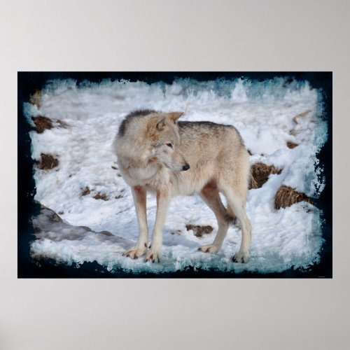 White Arctic Wolf and Winter Snow Wildlife Photo Poster