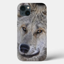 White Arctic Wolf Face Wildlife Portrait