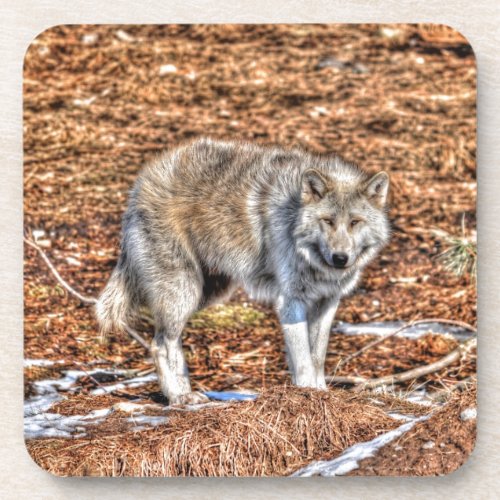 White Arctic Wolf Wildlife Photo Beverage Coaster