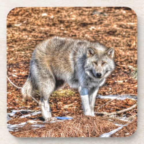 White Arctic Wolf Wildlife Photo Coaster