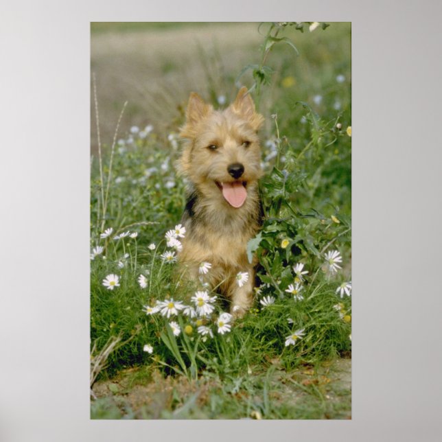 white Australian terrier flowers Poster (Front)