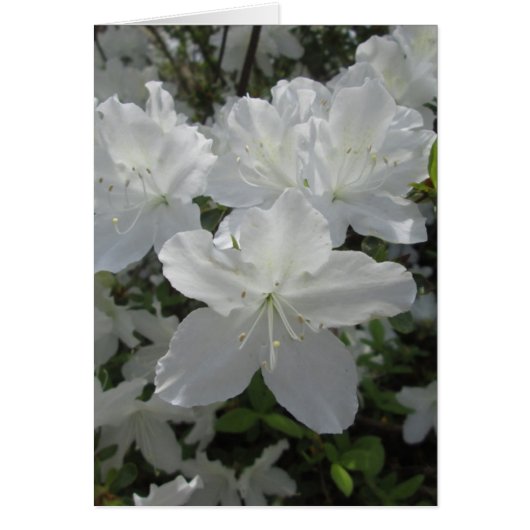 White Azalea Cards (Front)