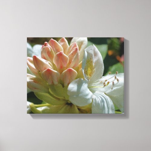 White Azalea Flower Blossom And Bud Canvas Print