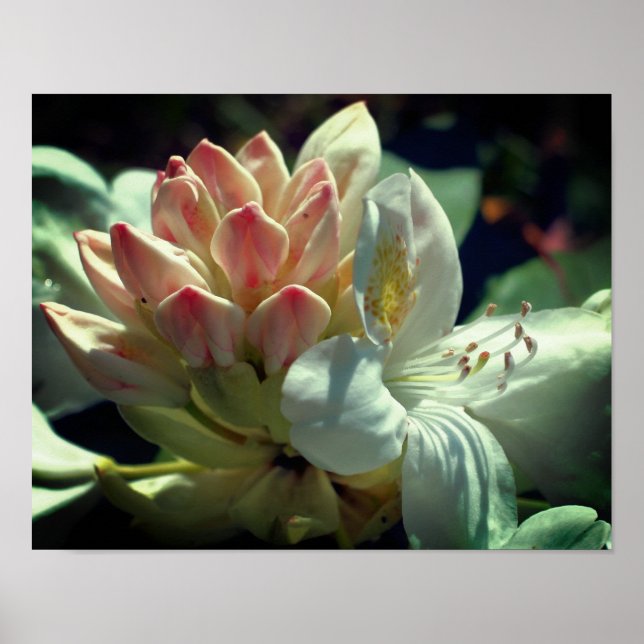 White Azalea Flower Blossom And Bud Poster (Front)