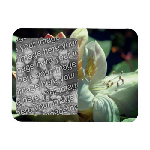 White Azalea Flower Frame Add Your Photo Magnet