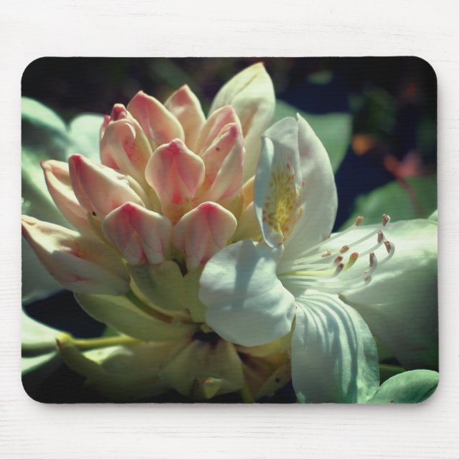 White Azalea Flower  Mouse Pad (Front)