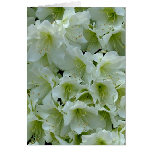 White Azalea Patch Flower Cards (Front)