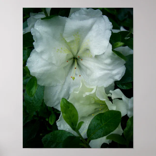 White Azalea Poster | Zazzle