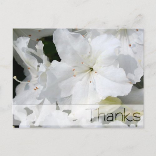 White Azalea Thanks Thank You  Postcard