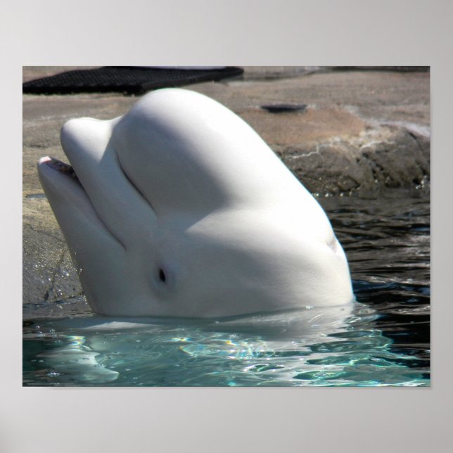 White Baby Beluga Poster (Front)