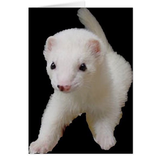 White Baby Ferret Cards (Front)