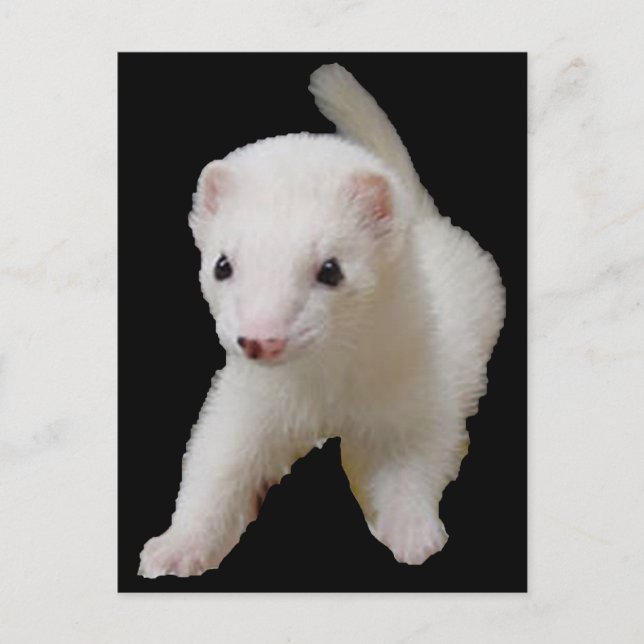 White Baby Ferret Postcard (Front)