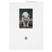 White baby lion cub cards (Back)