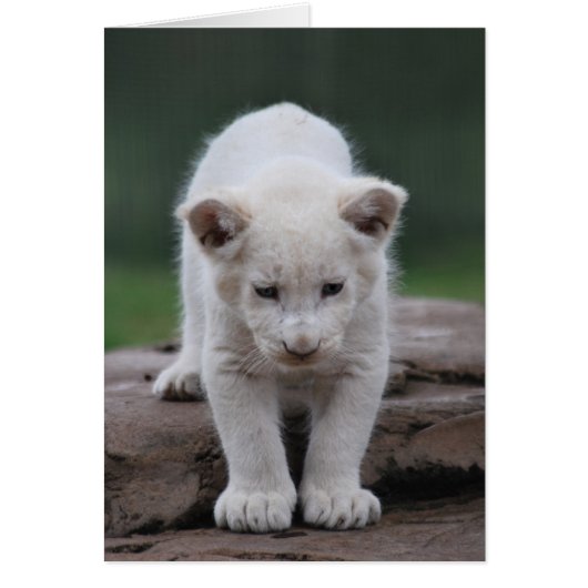 White baby lion cub cards (Front)