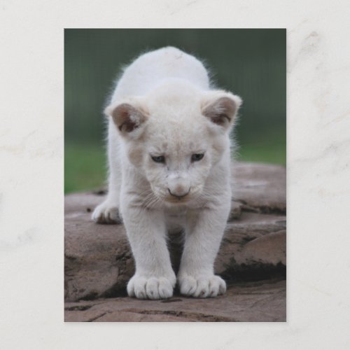 White baby lion cub postcard