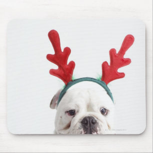 white background, white male bulldog, red mouse pad