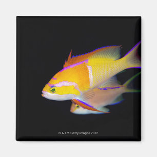 White Bar Anthias Magnet