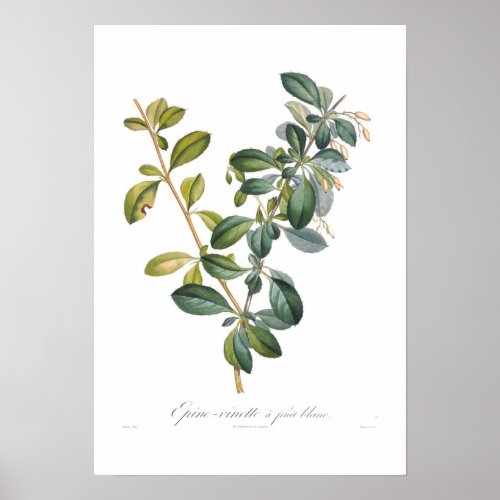 White Barberry Poster