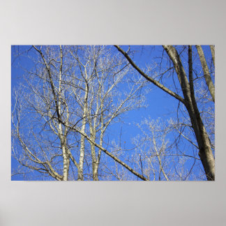 White Bark Trees Poster