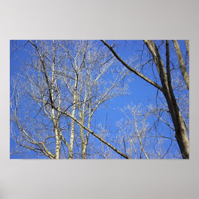 White Bark Trees Poster (Front)