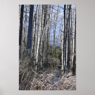 White Bark Trees Poster