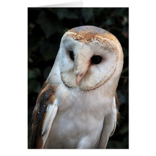 White Barn Owl Cards (Front)