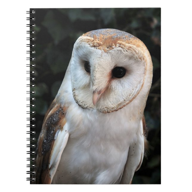 White Barn Owl Notebook (Front)