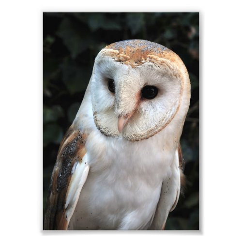 White Barn Owl Photo Print