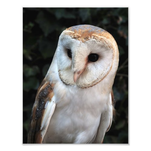 White Barn Owl Photo Print