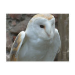 White Barn Owl  Postcard