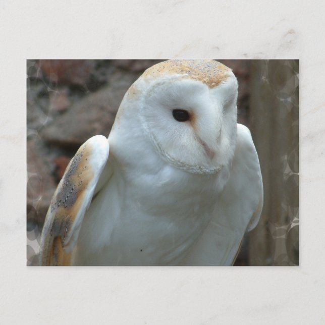 White Barn Owl  Postcard (Front)