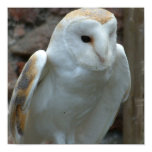 White Barn Owl Poster