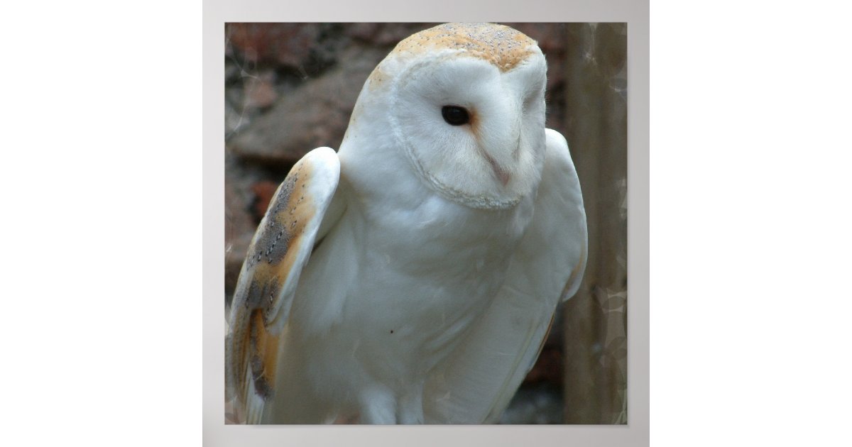 White Owl Poster Zazzle
