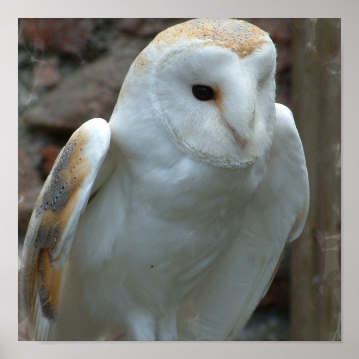 Barn owl essays 06 picture