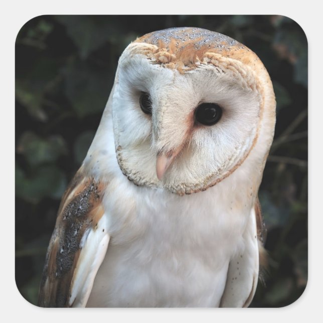 White Barn Owl Square Sticker (Front)