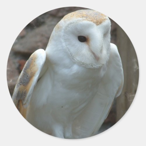 White Barn Owl  Stickers