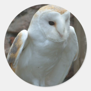 White Barn Owl  Stickers