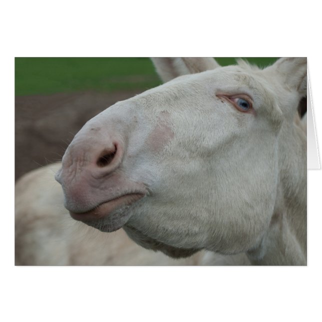 White Baroque Donkey Cards (Front Horizontal)