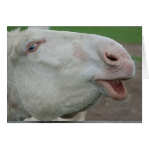 White Baroque Donkey Cards