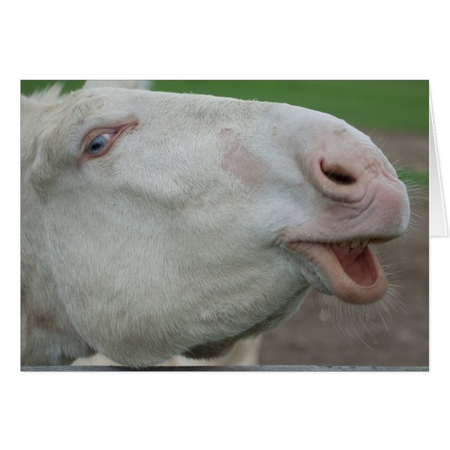 White Baroque Donkey Cards (Front Horizontal)