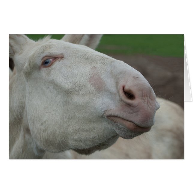 White Baroque Donkey Cards (Front Horizontal)