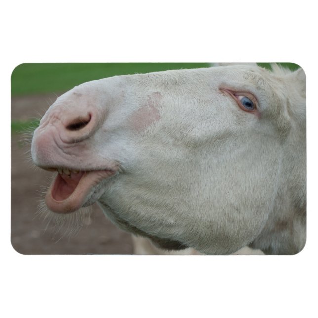 White Baroque Donkey Magnet (Horizontal)