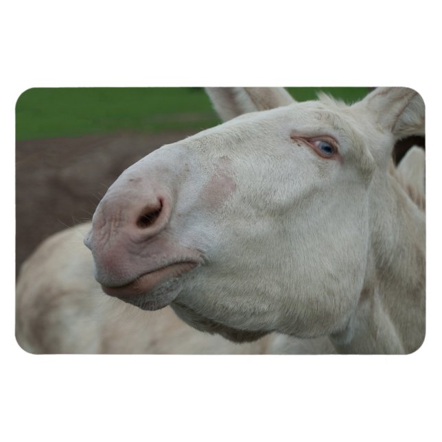 White Baroque Donkey Magnet (Horizontal)