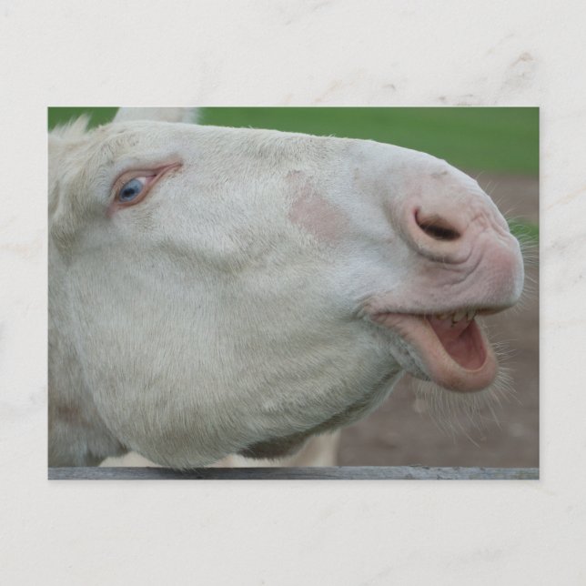 White Baroque Donkey Postcard (Front)